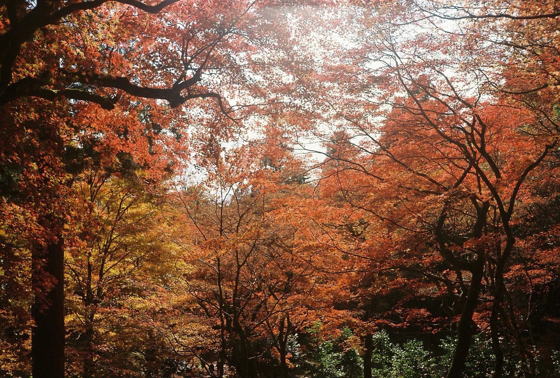赤やオレンジに色づいた鶏足寺のもみじ林