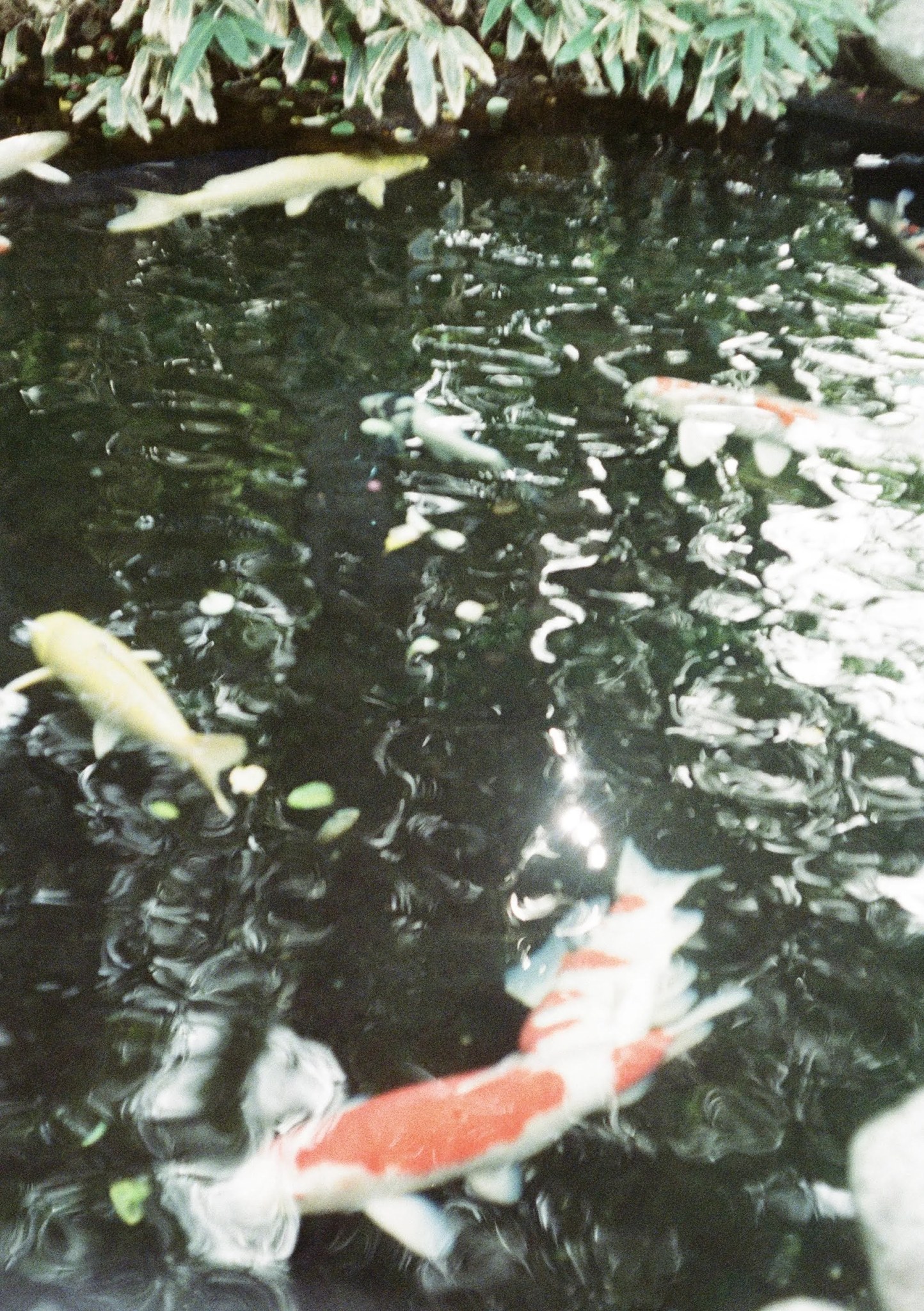鯉が泳ぐ池の水面