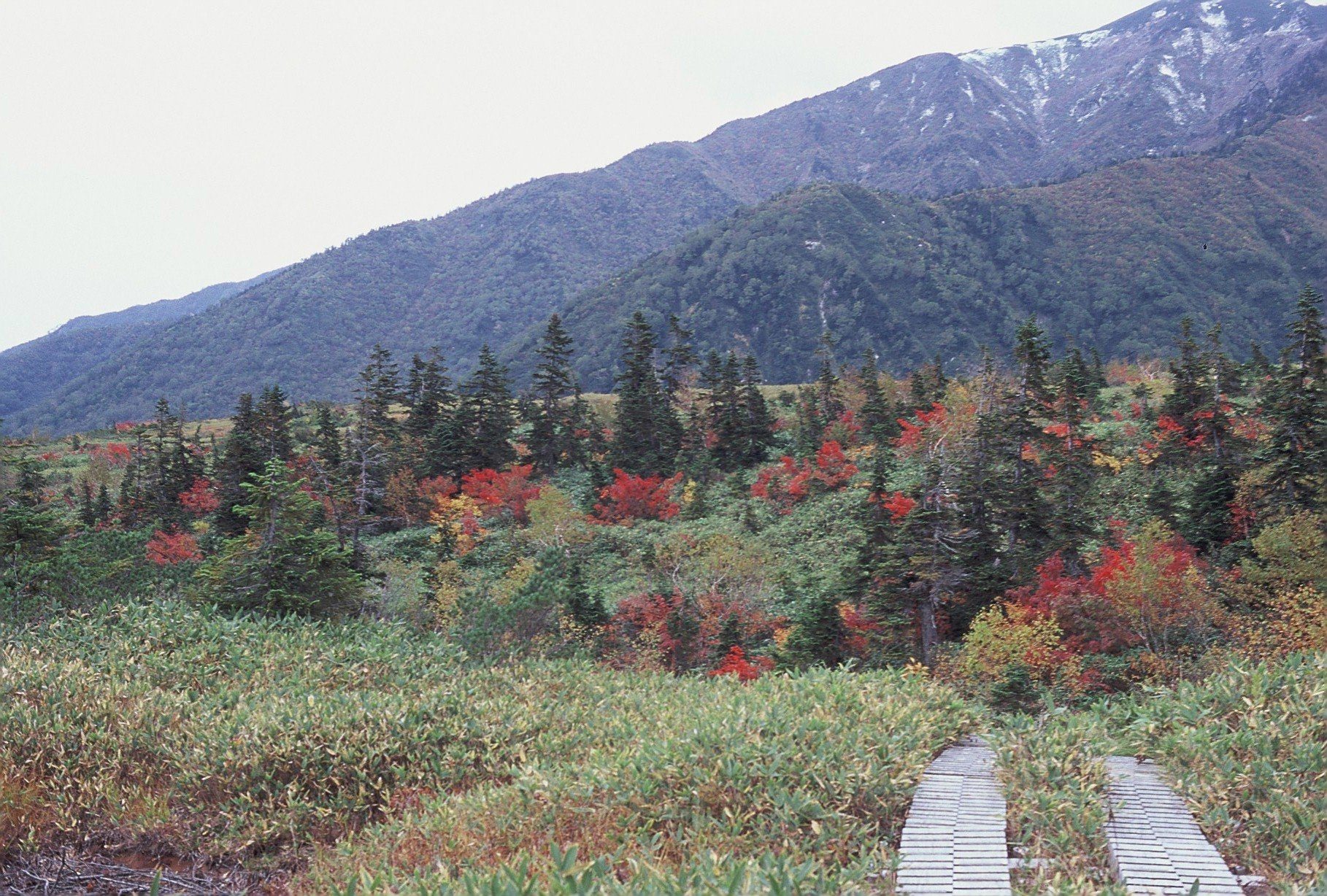 紅葉に囲まれた弥陀ヶ原の木道と山並み